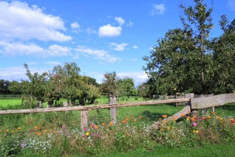 Kompensationsflächen